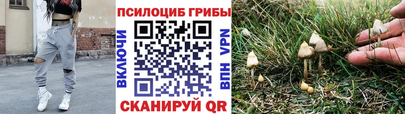 где можно купить   Пустошка  Псилоцибиновые грибы ЛСД 
